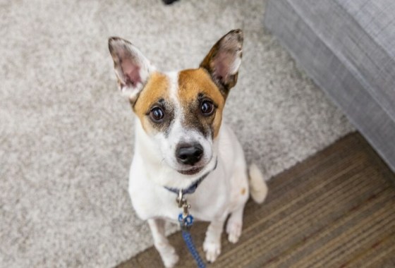 How to help a dog with separation anxiety as you return to the office