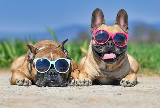 Best sunglasses for dogs