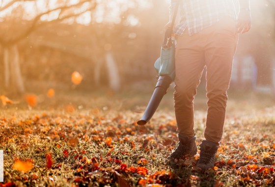 Beginner's guide to fall lawn care