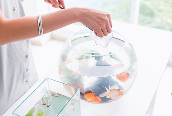 Best food for betta fish