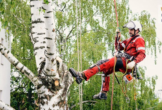Best tree climbing gear