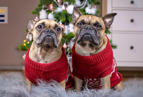 Best dog Christmas sweater