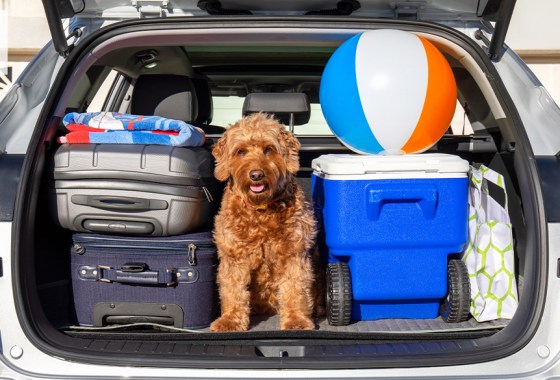 Best electric cooler for your road trip