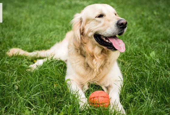 Best indestructible dog ball