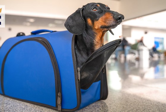 Best soft-sided carrier for dogs