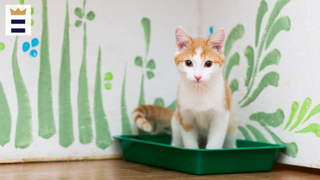 How to potty train a kitten