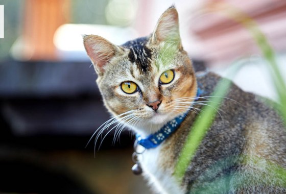 Best kitten collar