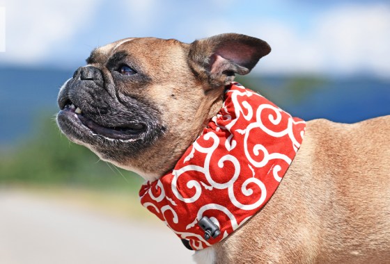 Best dog cooling collar
