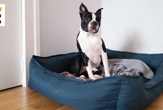 Best extra-large dog bed