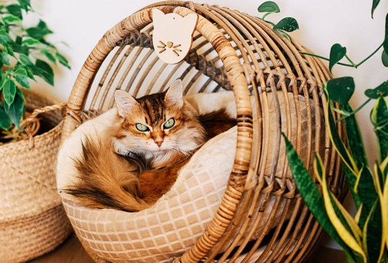Best wicker cat bed