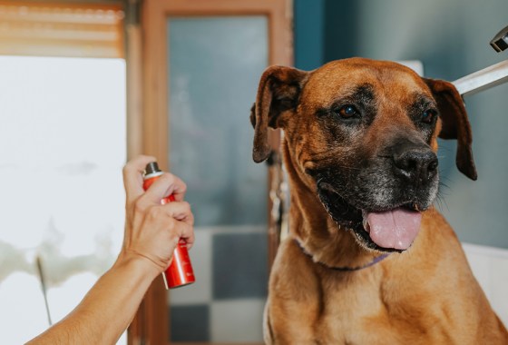 Best dry shampoo for dogs