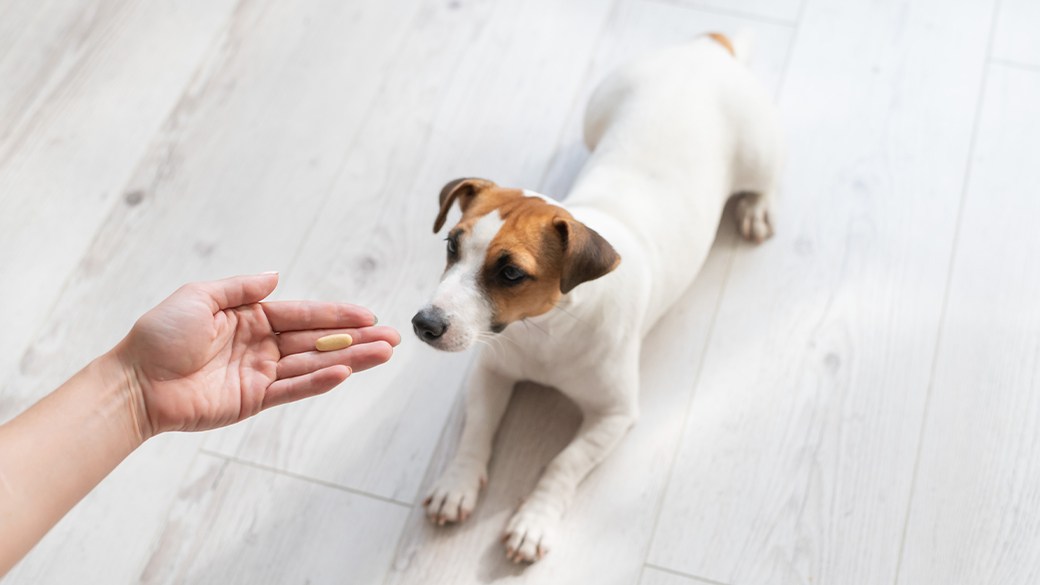 Best allergy medicine for dogs