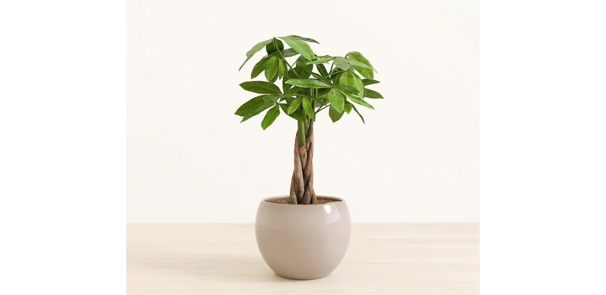 Easyplant Money Tree