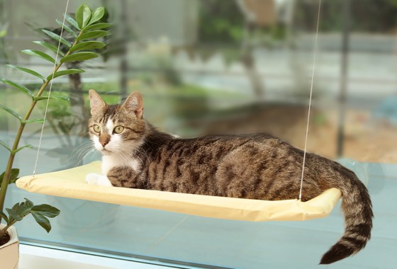 Best cat window bed