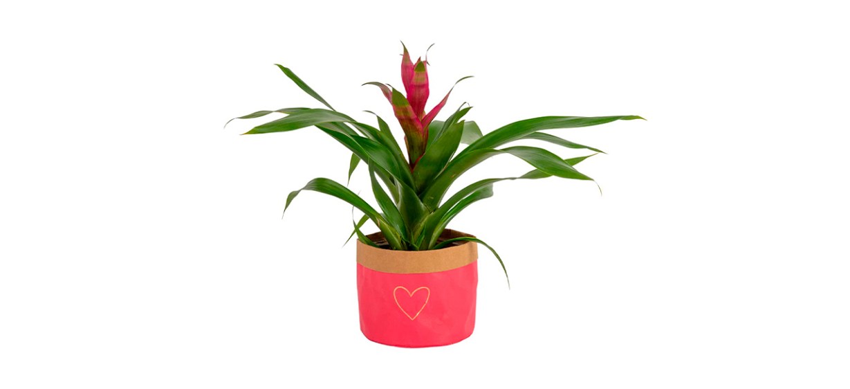 Best Costa Farms - Flowering Bromeliad Live Indoor Plant Fresh from Our Farm