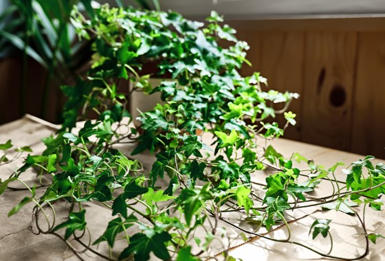 Best fake ivy leaves to decorate your walls