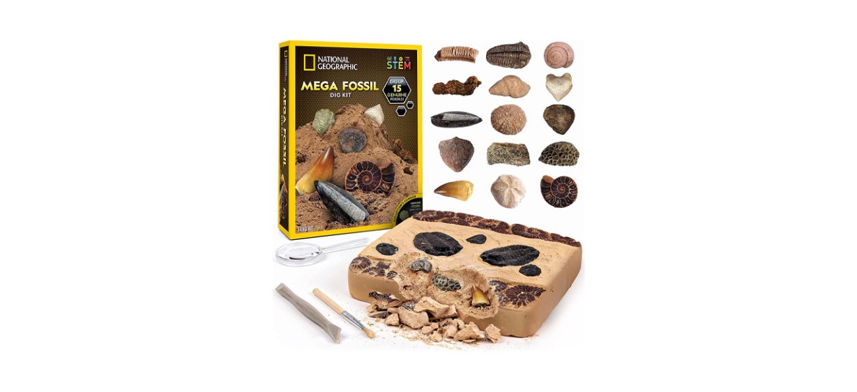 Best National Geographic Fossil Kit