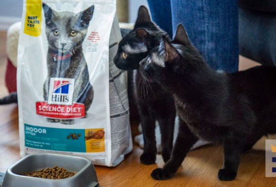 Best PetSmart cat food