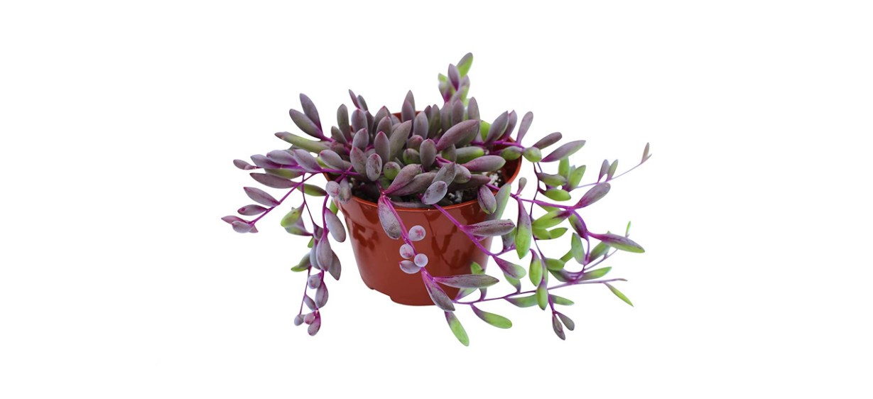 best Succulent Cult Live Succulent 4-inch Othonna Capensis Ruby Necklace