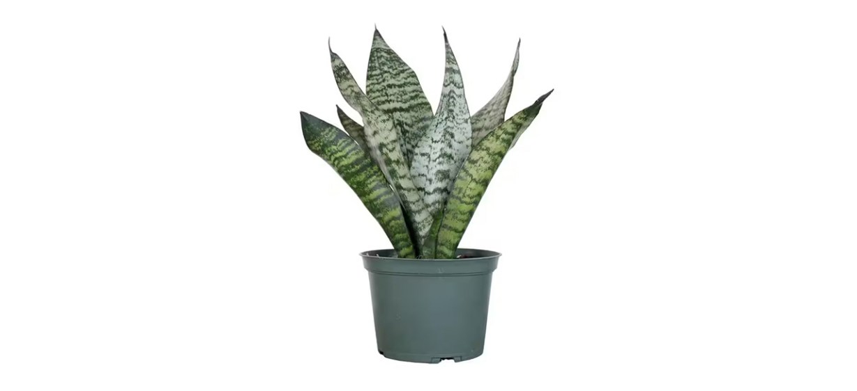 Best United Nursery - Sansevieria Zeylanica Live Indoor Snake Plant