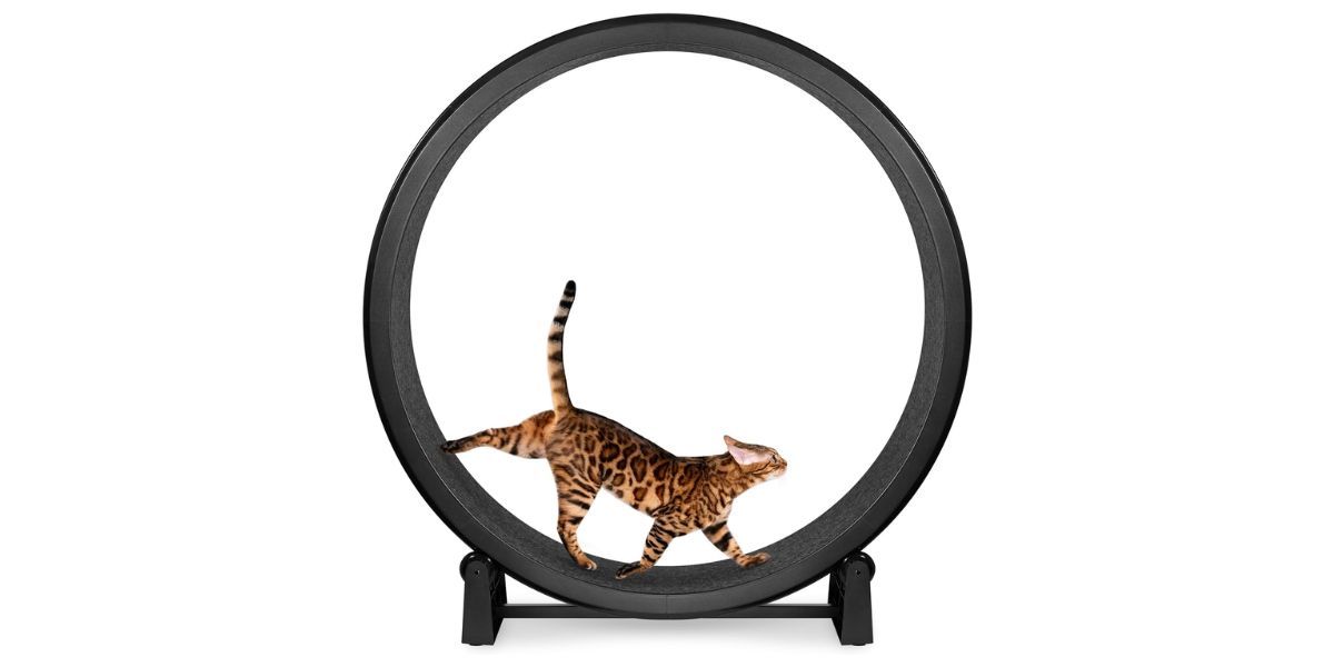 One Fast Cat - Cat Exercise Wheel - Gen 7