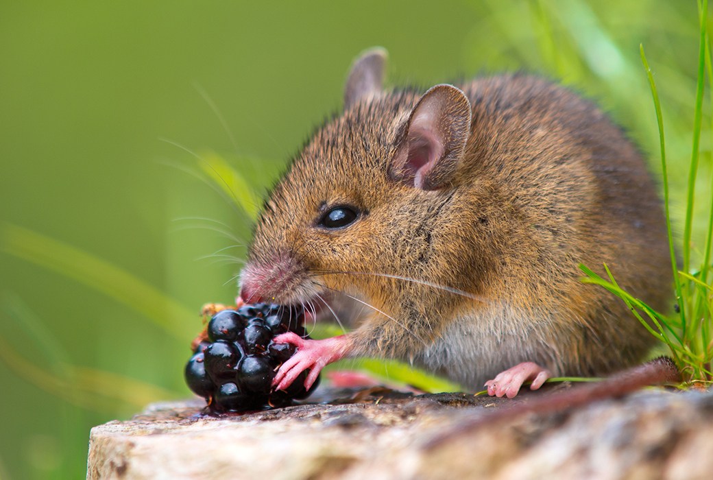 5 Best Mouse Foods Nov. 2022 BestReviews