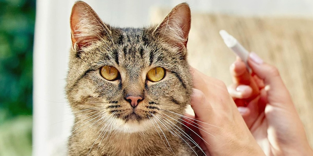 Pet grooming and health care