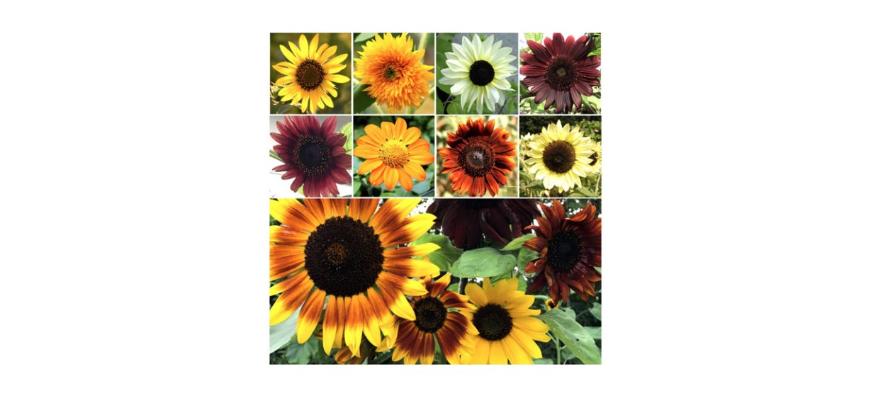 Best Seed Needs Sunflower Seeds Best Seed Needs Sunflower Seeds