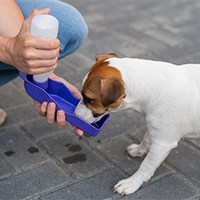 dog water bottles2