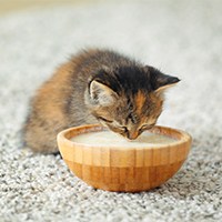 kitten milk replacements2
