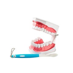 Easyinsmile Dental Teeth Care Model