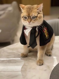 Northern Textile Meow Graduation Cape
